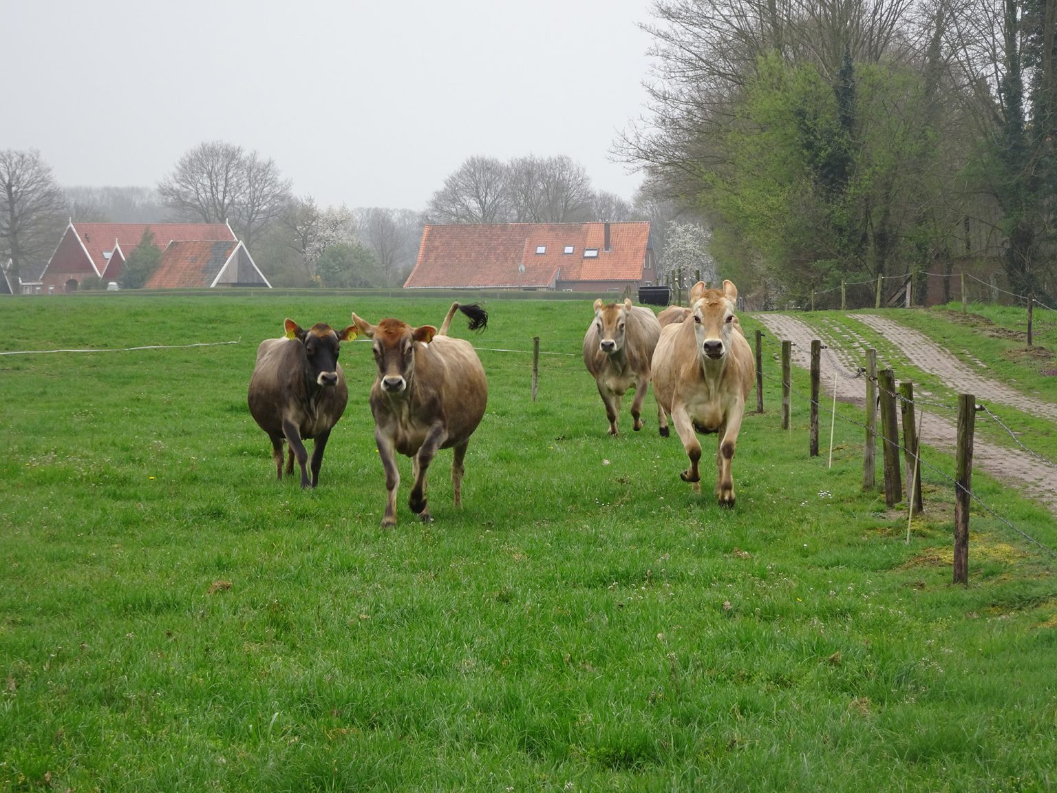 Blij Op De Wei: Aurora Boeren Vieren De "Koeiendans" - Aurora Kaas